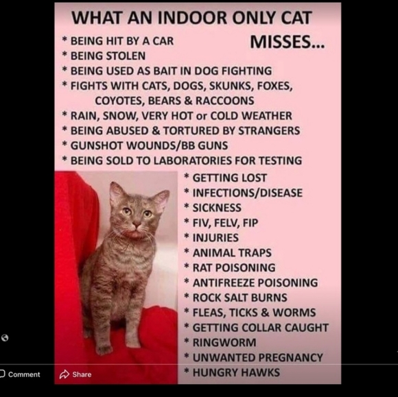 Please Be Kind To Homeless Animals - Picture 6 of 7